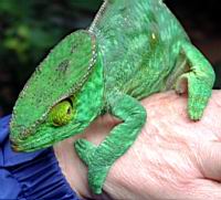 ����� ����� �����